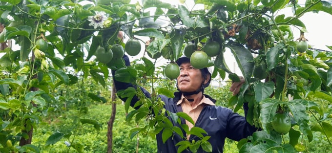 Nông dân Tây Nguyên tin tưởng khi được Doveco Gia Lai đầu tư, thu mua chanh dây.