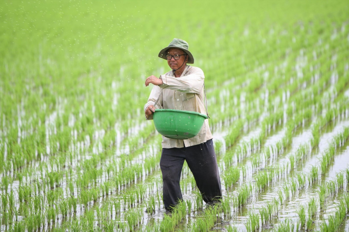 Nông dân Hậu Giang mở rộng diện tích xuống giống và tích cực chăm sóc lúa thu đông, nhằm tận dụng được thời cơ giá cao, lũ thấp, góp phần tăng thêm giá trị sản xuất của tỉnh. Ảnh: Trung Chánh.