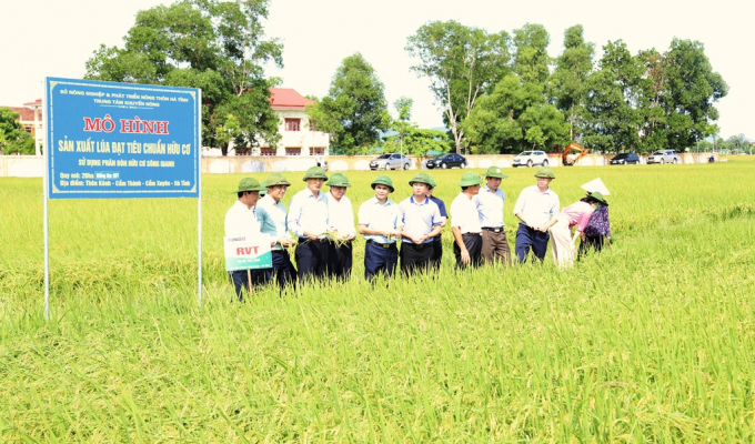 Hà Tĩnh hướng tới sản xuất chuỗi lúa gạo theo tiêu chuẩn hữu cơ. Ảnh: Gia Hưng. 