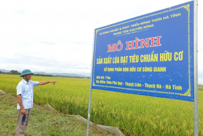Hiện các huyện trọng điểm lúa như Cẩm Xuyên, Đức Thọ, Thạch Hà, Kỳ Anh đã áp dụng mô hình phá bờ thửa nhỏ, hình thành cánh đồng lớn sản xuất lúa theo quy trình VietGAP và tiêu chuẩn hữu cơ. Ảnh: Gia Hưng.