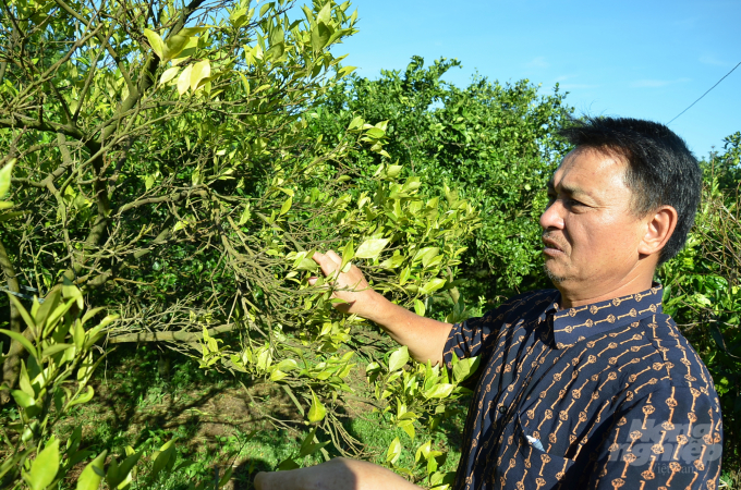 Màu vàng trong vườn nhà ông Nguyễn Thế Bình - Phó Chủ tịch Hội trồng cam thị trấn Cao Phong. Ảnh: Dương Đình Tường.