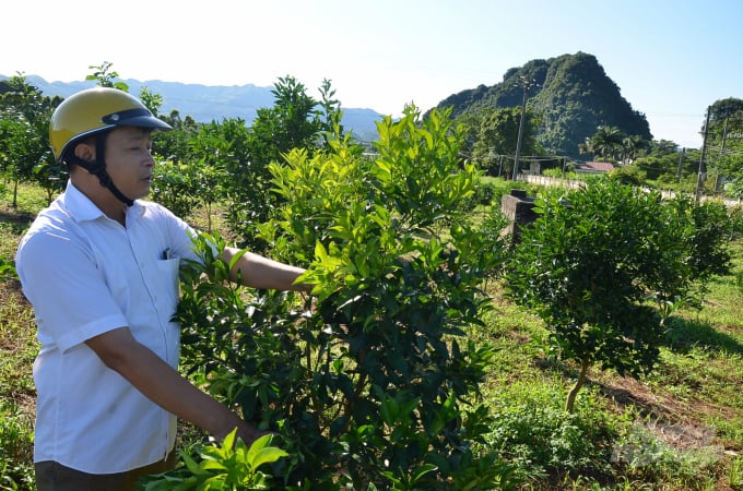Vườn cam non đã bị vàng lá. Ảnh: Dương Đình Tường.