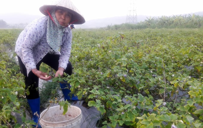 2-2155_20200909_595.jpg Hiệu quả từ sản xuất nông nghiệp thấp so với ngành nghề khác, lực lượng lao động chính lại ly nông... đang khiến diện tích vụ đông rơi rớt. Ảnh: Võ Dũng.