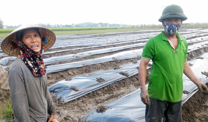 4-2155_20200909_935.jpg Không có những mối liên kết chung thủy, phong trào làm vụ đông sẽ tái diễn theo hướng mạnh ai nấy làm, manh mún, nhỏ lẻ. Ảnh: Võ Dũng.