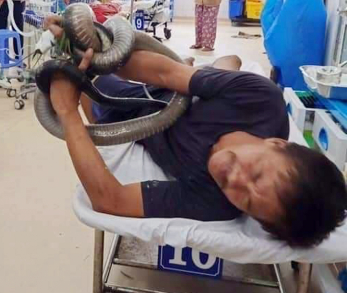 Anh Tâm đem cả con rắn hổ mang chúa nhập viện.