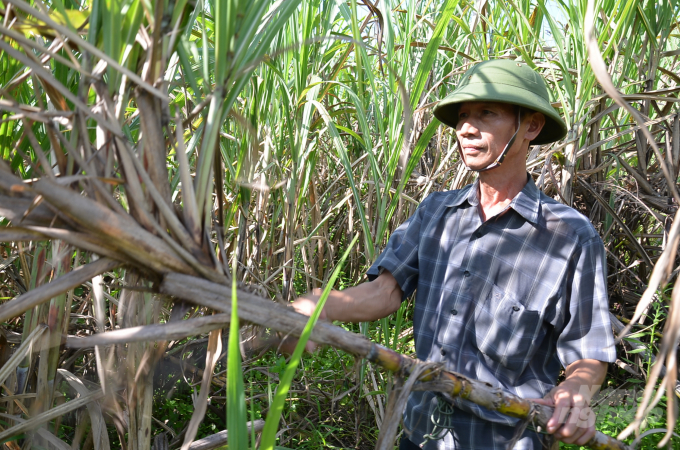 Ông Nhịnh: 'Rẻ quá thì tôi để cho trâu bò ăn'. Ảnh: Dương Đình Tường.