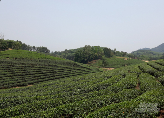 watermark_20190419_122942-0959_20200928_781.jpg Dù vậy số lượng công trình chậm tiến độ vẫn xuất hiện nhan nhản, điển hình là dự án Đảo chè Cầu Cau (ảnh) của Tập đoàn Cienco 4. Ảnh: Việt Khánh.