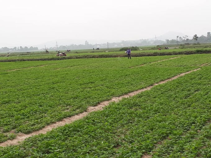 071016521-071016.jpg Cánh đồng lạc vụ đông của xã Diễn Thịnh.