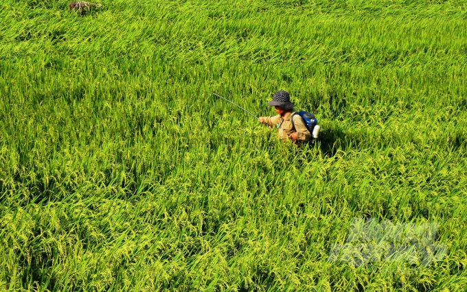 watermark_a2-1001_20200917_718.jpg Áp dụng các quy trình IPM và ICM, nông dân không còn lạm dụng thuốc BVTV. Ảnh: Vũ Đình Thung.