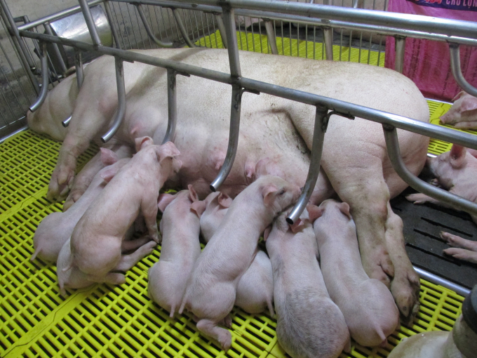 Thụ tinh đúng lúc giúp lợn đẻ nhiều con.