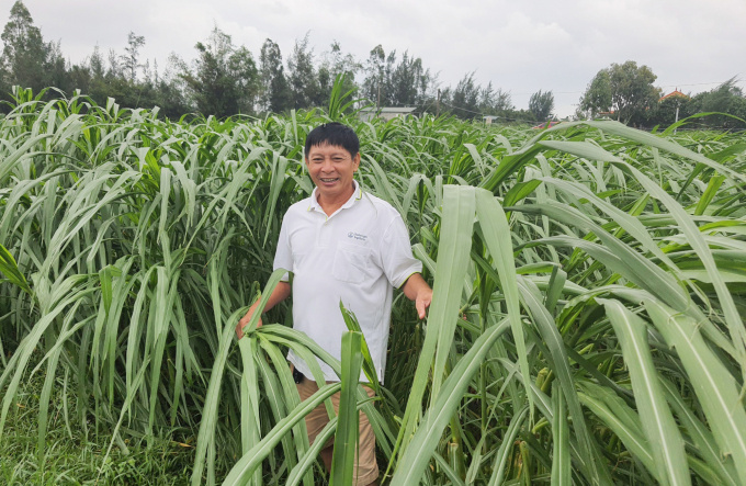 44-0639_20201012_967.jpg Ruộng trồng cỏ để làm thức ăn nuôi bò. Ảnh: B. Châu.