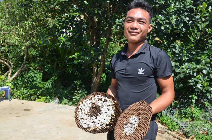 Hòa đang cầm trên tay 2 tầng tổ ong vò vẽ. Ảnh: Dương Đình Tường.