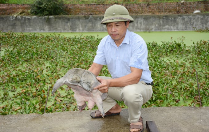 16151249a1-161512.jpg Ông Nguyễn Văn Nghị bên ao ba ba giống.