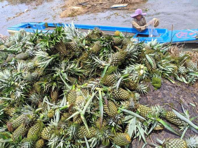 Khóm thu hoạch từ vườn của ông Sáu chuẩn bị xuất bán. 