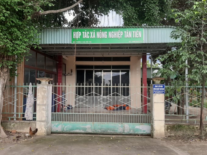 HTX Tân Tiến được giao thực hiện mô hình trồng cây dược liệu. Ảnh: Trần Nam.