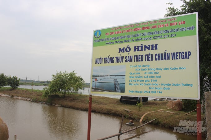 watermark_anh-2-2121_20201019_127.jpg HTX Nuôi trồng thủy sản Xuân Hòa nuôi cá VietGAP từ năm 2016. Ảnh: Mai Chiến.