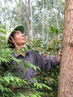 Ông Lê Duy Nguyên bên cây tràm 11 năm tuổi