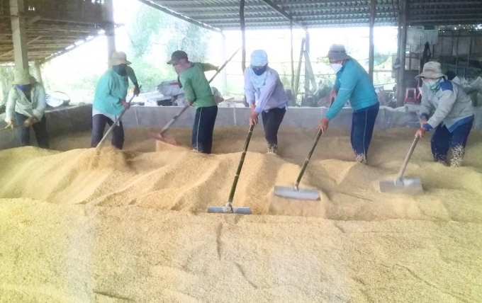 Sấy lúa giống tại HTX Vĩnh Thuận (Long An). Ảnh: Minh Đảm.