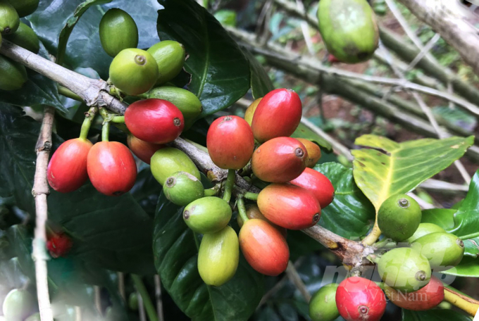 Cà phê Moka đã được gây dựng lại ở Đà Lạt và cho trái nhiều. Ảnh: Minh Hậu.
