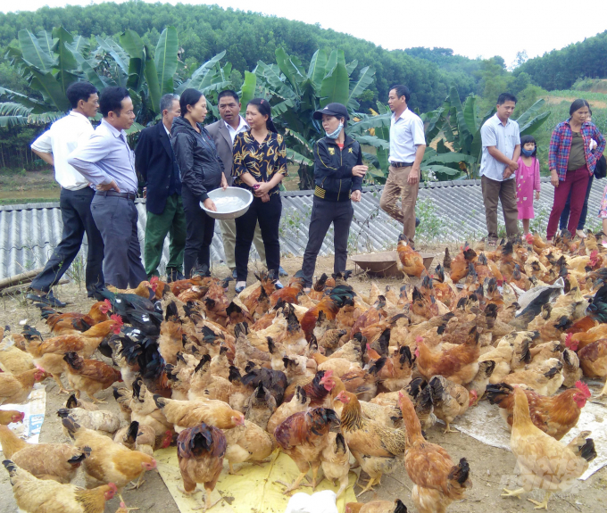 Nuôi gà đồi là cách làm được nhiều huyện trên địa bàn Nghệ An lựa chọn. Ảnh: Việt Khánh.