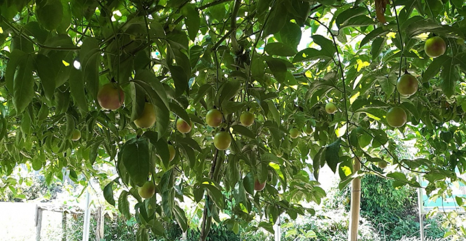 Người dân huyện Kiến Thụy trồng chanh leo thử nghiệm để cung ứng cho nhà máy Haphofood. Ảnh: Đinh Mười.