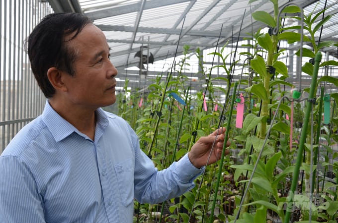 Những thân cây lan đột biến to như ngón tay. Ảnh: Dương Đình Tường.