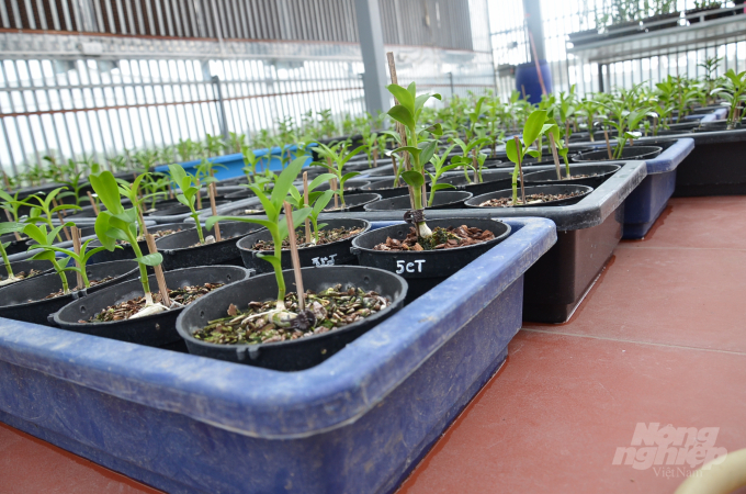 Những khay lan đột biến nhỏ nằm khắp nơi. Ảnh: Dương Đình Tường.