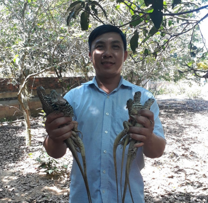 Mô hình nuôi nhông cát mang lại doanh thu cho anh Tuấn mỗi năm hàng tỷ đồng. Ảnh: L.K.