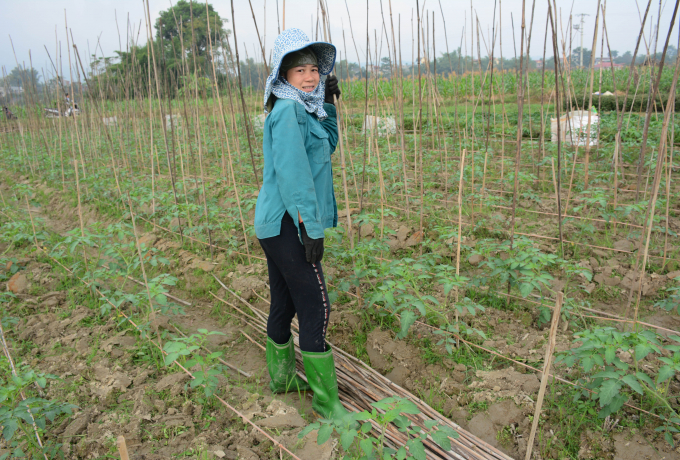 16200941a4-162009.jpg Bà Hoàng Thị Hiên bắc giàn cho ruộng cà chua ghép đang lên xanh tốt.