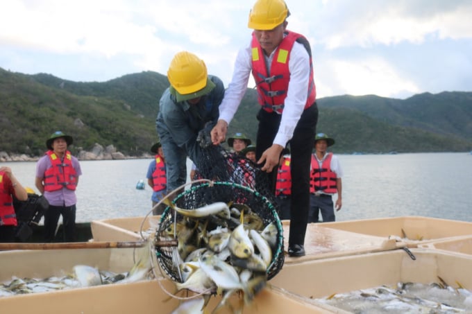 827e1b4b-14f5-4d47-9096-23706cc92f21-1445_20201117_808.jpeg Thu hoạch cá lồng nuôi theo công nghệ của Na Uy.