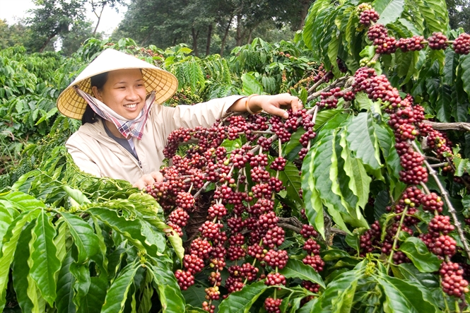 Đời sống người dân được cải thiện nhờ có cây cà phê.