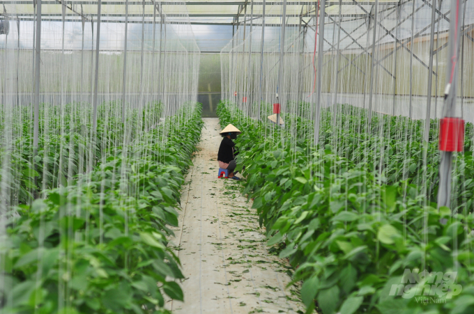 Liên kết với hợp tác xã nên đầu ra nông sản được đảm bảo. Ảnh: Minh Hậu.