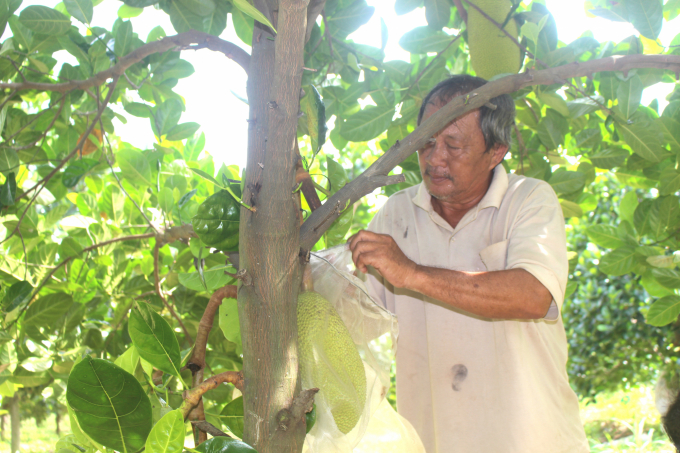 Ông giáo già Trần Minh Chánh: 'Trừ lúc ngủ, phần lớn thời gian tôi ở ngoài vườn mít, thậm chí nhiều khi ăn tại vườn'. Ảnh: Phúc Lập.