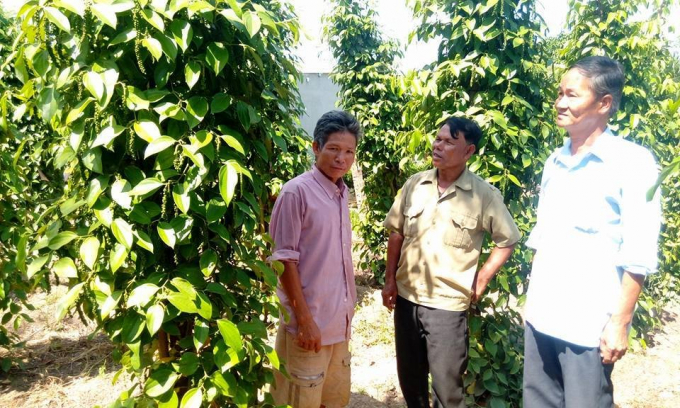 Nguyên nhân chính là do biến đổi khí hậu, người nông dân lạm dụng thuốc BVTV, thiếu kinh nghiệm, kỹ thuật. Ảnh: Hồng Thuỷ.