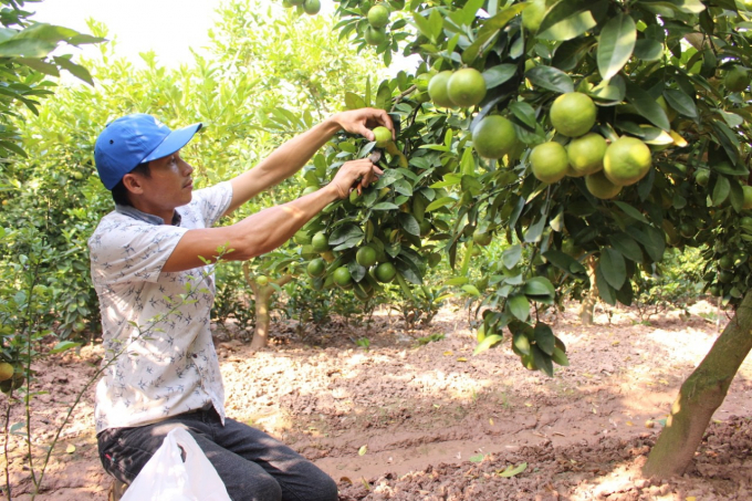 lam-gi-de-nong-nghiep-viet-nam-dung-trong-top-15-nuoc-phat-trien-nhat-the-gioi--hoang-linhdoc-1417_20201126_475.jpeg Chuyển đổi cơ cấu cây trồng mang lại hiệu quả cao tại ĐBSH. Ảnh: Lê Tuấn.