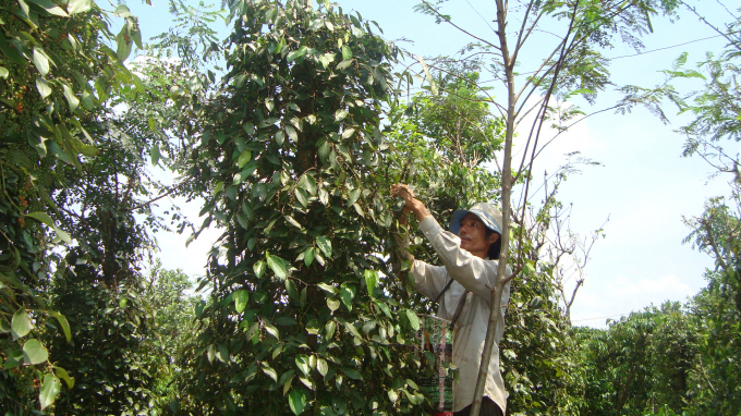 Mấy năm nay, người trồng hồ tiêu đối mặt nhiều khó khăn: năng suất thấp, sâu bệnh nhiều, giá giảm... Ảnh: Hồng Thủy.