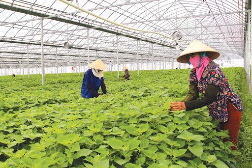 Lương Tài xác định xây dựng NTM phải bắt nguồn từ phát triển sản xuất, nâng cao thu nhập.