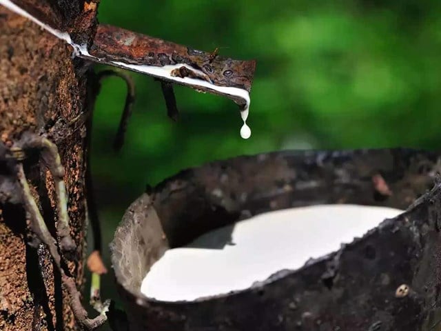 natural-rubber_dzbe-2321_20201129_865.jpg Khai thác nhựa cao su. Ảnh: Tư liệu.
