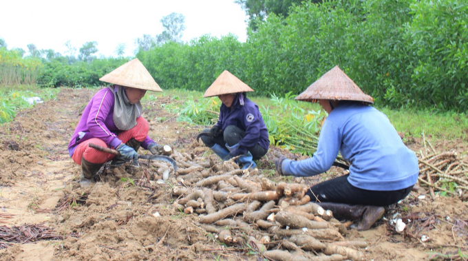khoai-san-6-1327_20201202_573.jpg Việc sử dụng giống mới năng suất, chất lượng và áp dụng tiến bộ KHKT vào sản xuất sắn sẽ góp phần tăng hiệu quả kinh tế cho người canh tác. Ảnh: L.K.