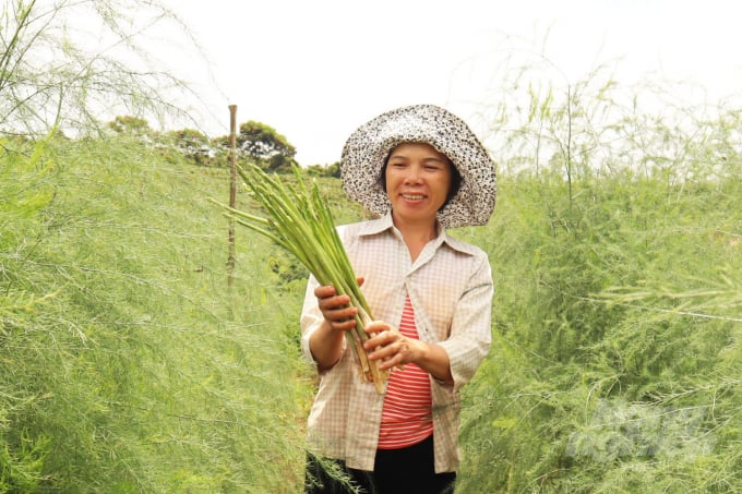 Măng tây xanh phù hợp đất đai, khí hậu ở Lâm Đồng nên phát triển mạnh. Ảnh: Minh Hậu.