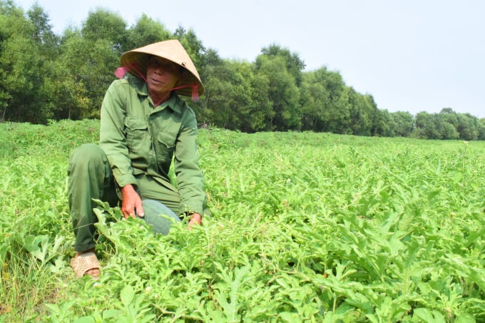 12471799anh-dua-hau-124717.jpg Một ruộng dưa hấu chăm sóc đúng kỹ thuật.