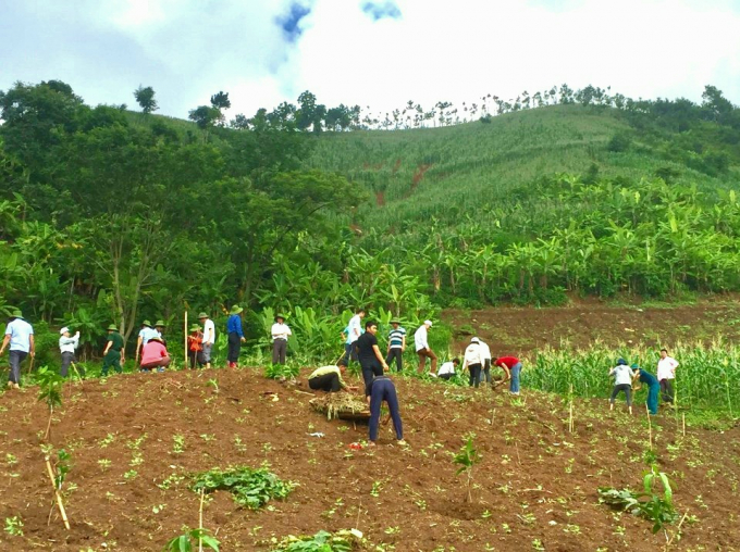 Chuyển đổi từ cây có giá trị thấp sang cây ăn quả có giá trị kinh tế cao. Ảnh: Hoàng Hiền