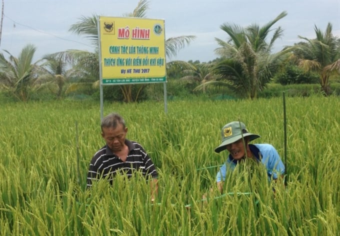 Mô hình canh tác lúa thông minh Bình Điền phối hợp với Trung tâm KNQG ngày càng lan tỏa.