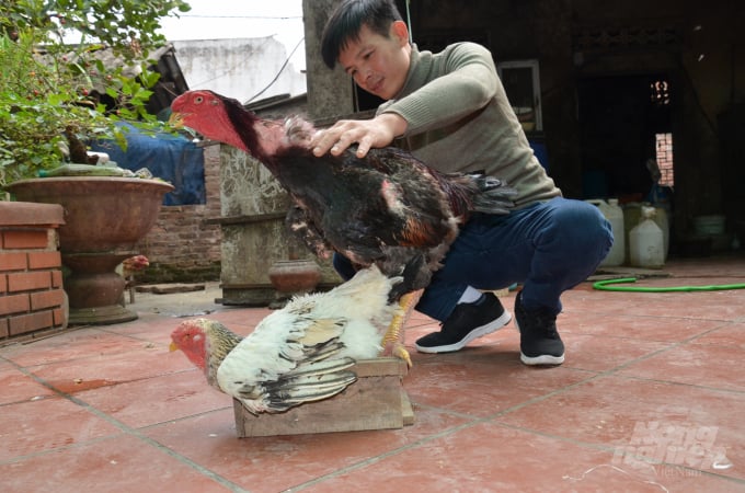 watermark_10-1231_20201223_432.jpg Cái giàng gà. Ảnh: NNVN.