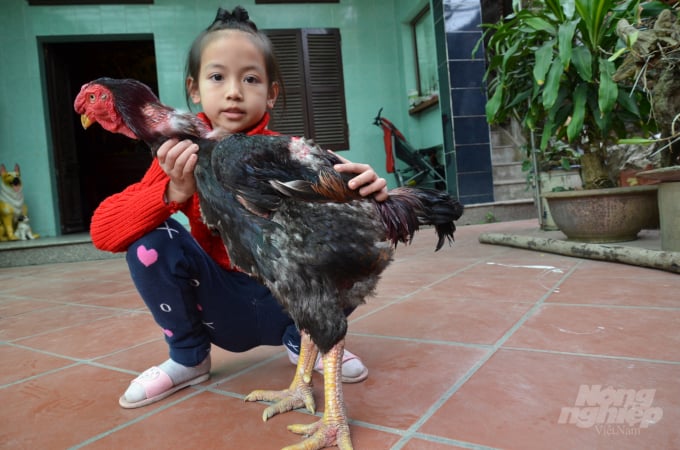 watermark_9-1230_20201223_119.jpg Em bé bên gà khủng. Ảnh: NNVN.