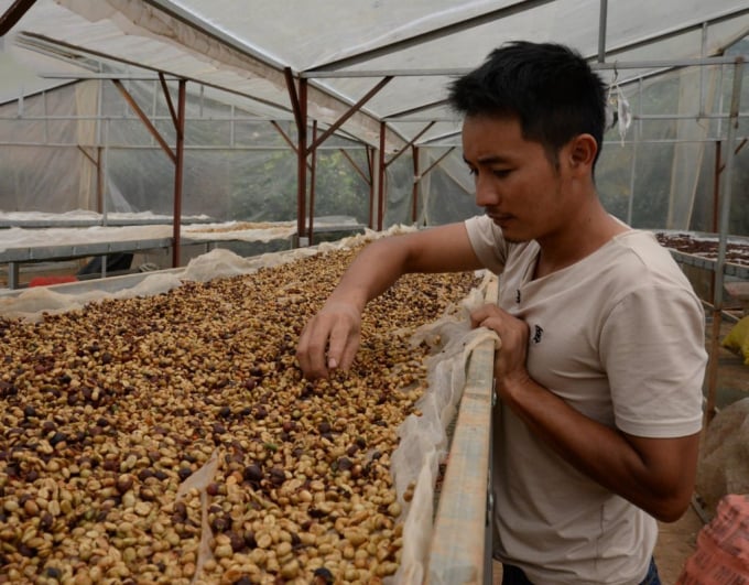 Cà phê sau khi thu hoạch được chọn lựa, chế biến cẩn thận trên dây chuyền hiện đại, đảm bảo chất lượng ở mức cao nhất.