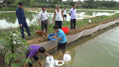 Thu hoạch cá trê tại mô hình. Ảnh: Mạnh Thuần