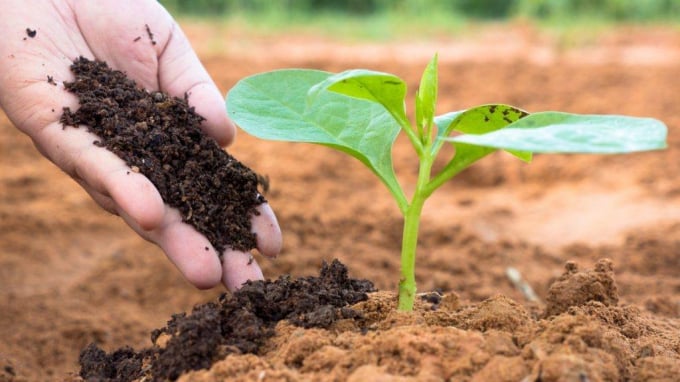 z2283695954268_d176787d020735ef9a965fba049d0fb5-1526_20210118_683.jpg Cần áp dụng đồng bộ giải pháp kỹ thuật Quản lý cây trồng tổng hợp để ngăn chặn hiện tượng 'chết chậm' trong ngành trồng trọt. Ảnh: IT.