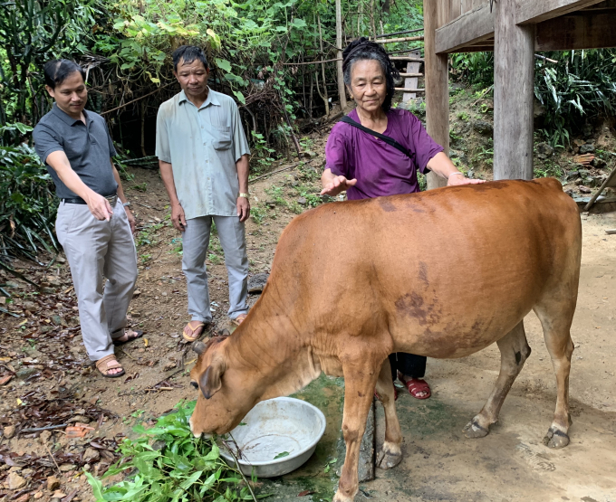 Ông Nguyễn Hữu Lượng (trái), Bí thư kiêm Chủ tịch xã Hữu Kiệm và bà Lương Thị Xai đang nói chuyện chăm nuôi bò.