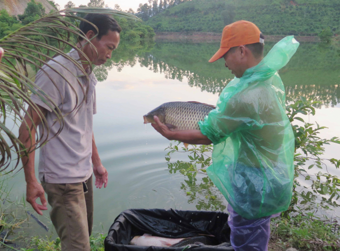 Các loại cá thả trong hồ nước lưu thông nên lớn rất nhanh. Ảnh: Đồng Văn Thưởng.